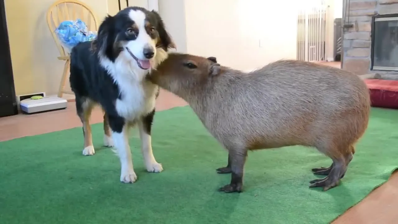 Preview for Dog and Capybara