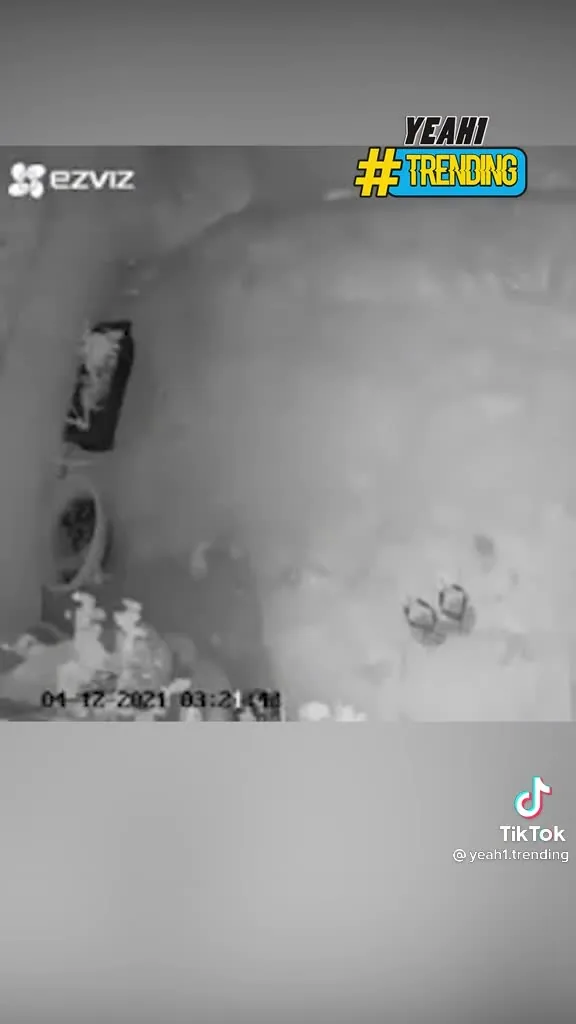 Preview for Video 1447047