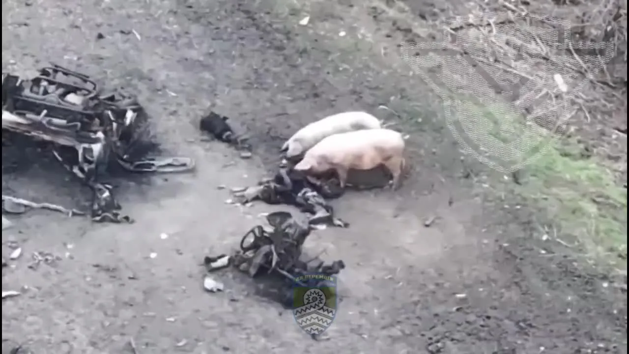 Preview for Мисливець за зорями on X 'Свині доїдають чергового російського штурмового піхотинця на Донеччині Від