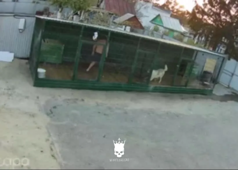 Preview for 🐶隻是想玩，胜利者🐶