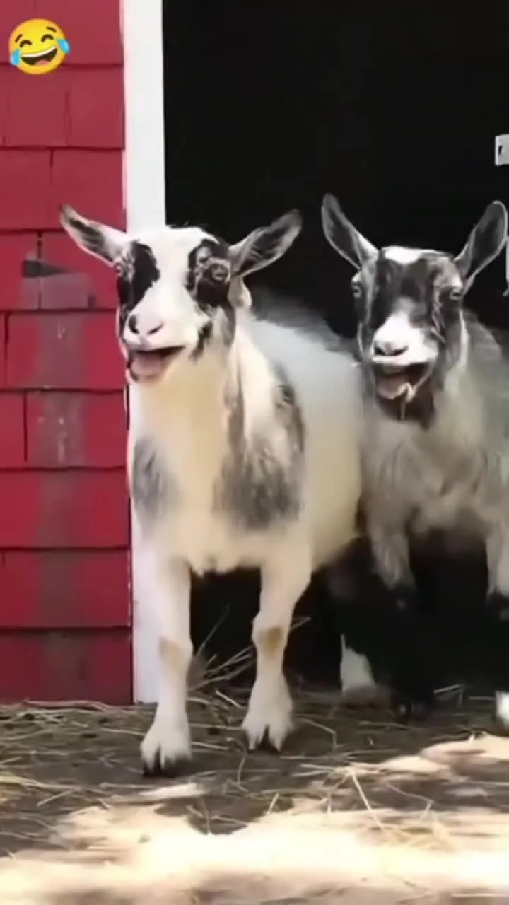 Preview for Video tiktok 79724292