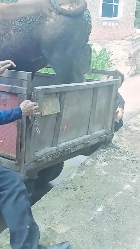 Preview for Đá mạnh quá