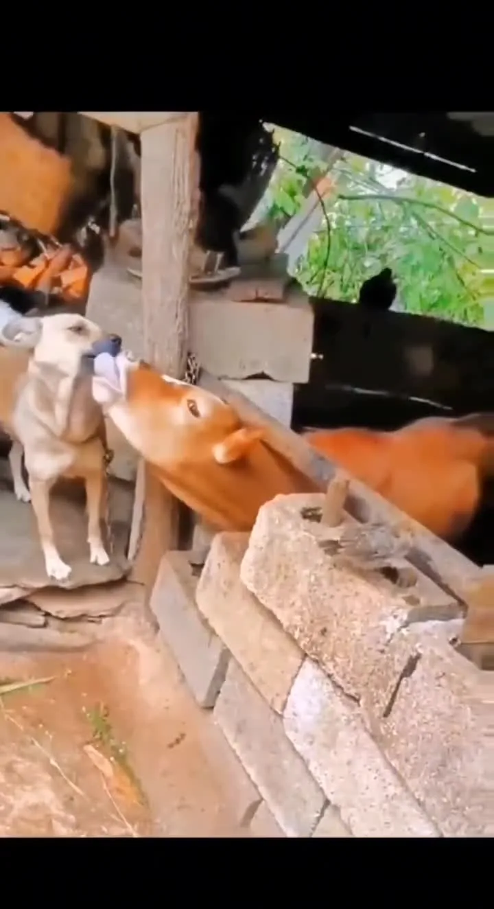 Preview for 98201850704 7378826265446370601 dy video godownloader.com