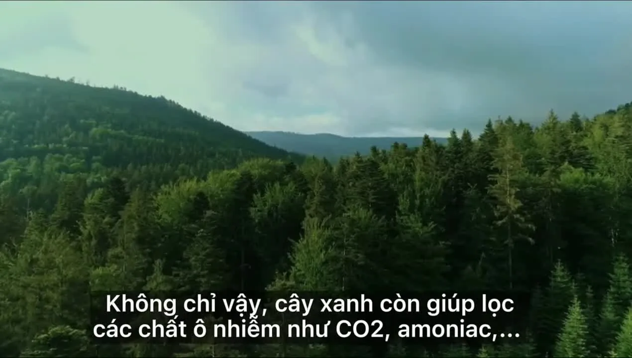 Preview for Vai trò của cây xanh