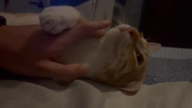 Preview for IMG 7629